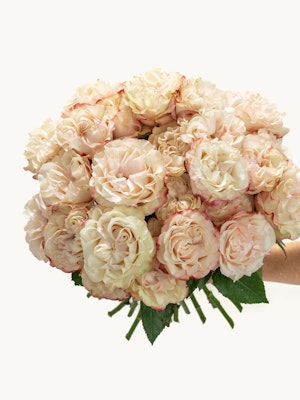 A lush bouquet of creamy roses with delicate pink edges, ideal for celebrations and gifts.