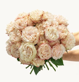 A lush bouquet of creamy roses with delicate pink edges, ideal for celebrations and gifts.
