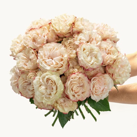 A lush bouquet of creamy roses with delicate pink edges, ideal for celebrations and gifts.