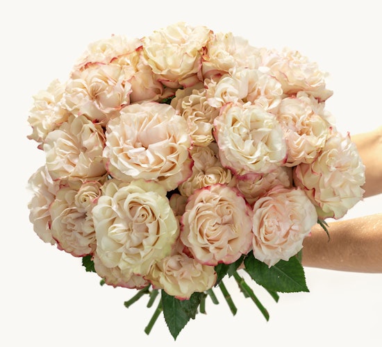 A lush bouquet of creamy roses with delicate pink edges, ideal for celebrations and gifts.