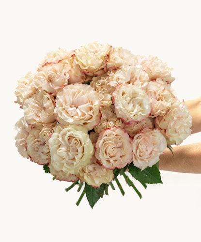 A lush bouquet of creamy roses with delicate pink edges, ideal for celebrations and gifts.