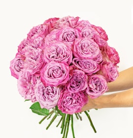 Vibrant pink rose bouquet held in hands, perfect for expressing love and celebration.