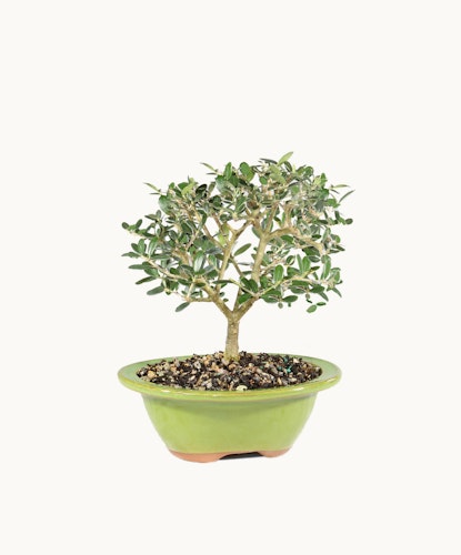 Elegant bonsai tree in a vibrant green pot, showcasing delicate foliage and artistry.