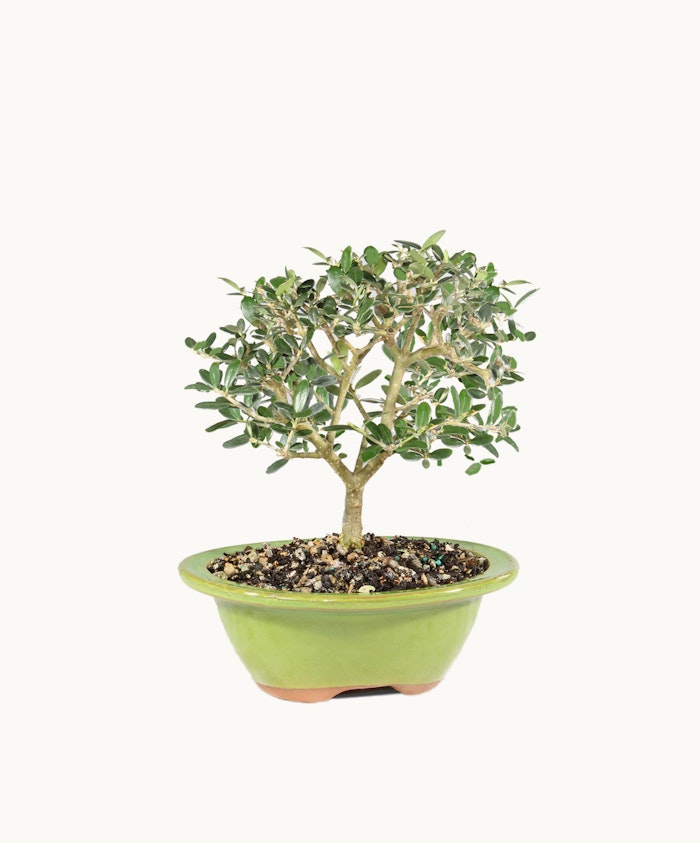 Elegant bonsai tree in a vibrant green pot, showcasing delicate foliage and artistry.