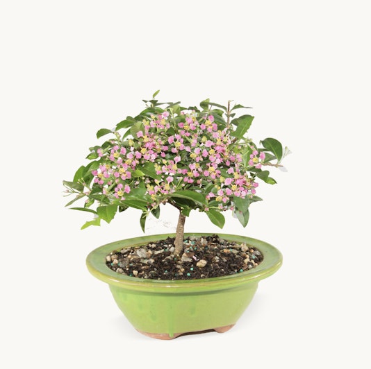 Small flowering bonsai tree in a vibrant green pot, perfect for home decor and gifting.