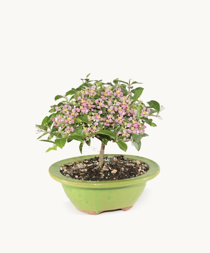 Small flowering bonsai tree in a vibrant green pot, perfect for home decor and gifting.