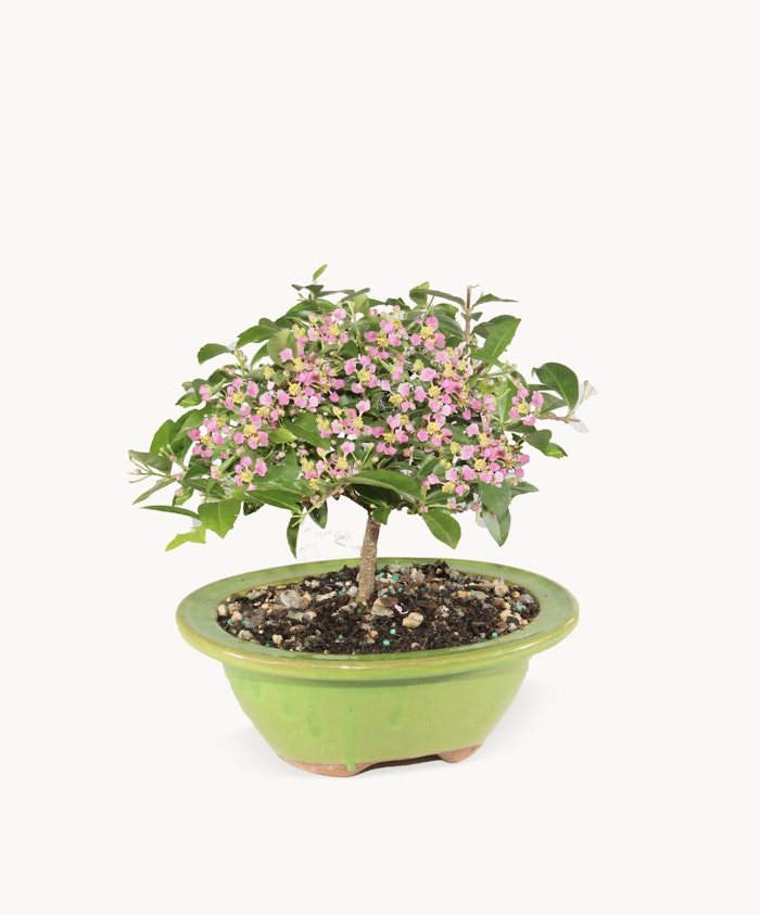 Small flowering bonsai tree in a vibrant green pot, perfect for home decor and gifting.