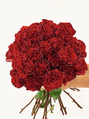 Vibrant bouquet of deep red roses held by two hands, perfect for romantic gestures.