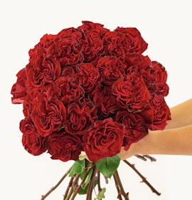 Vibrant bouquet of deep red roses held by two hands, perfect for romantic gestures.