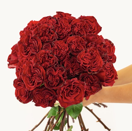 Vibrant bouquet of deep red roses held by two hands, perfect for romantic gestures.