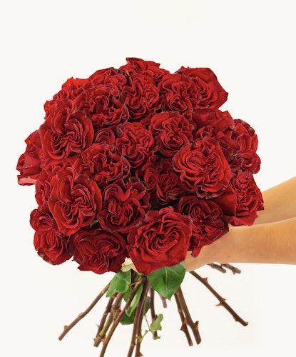 Vibrant bouquet of deep red roses held by two hands, perfect for romantic gestures.