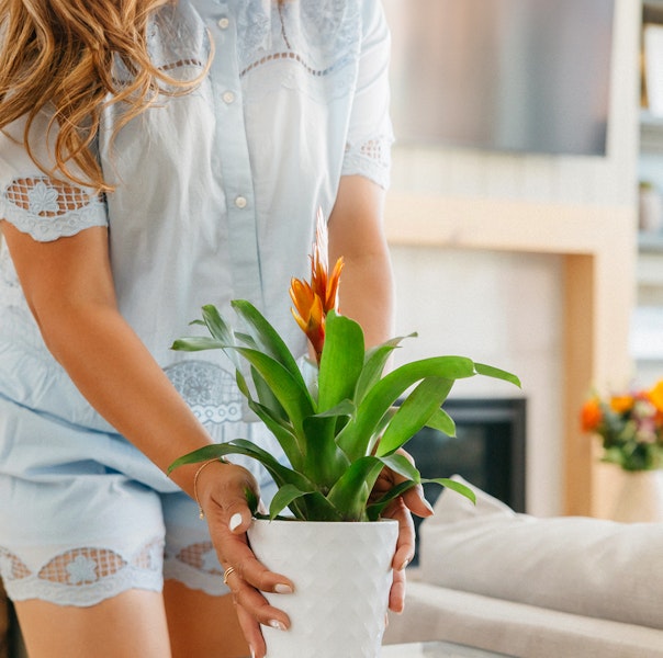A person in a blue outfit carefully places a vibrant potted plant on a table.