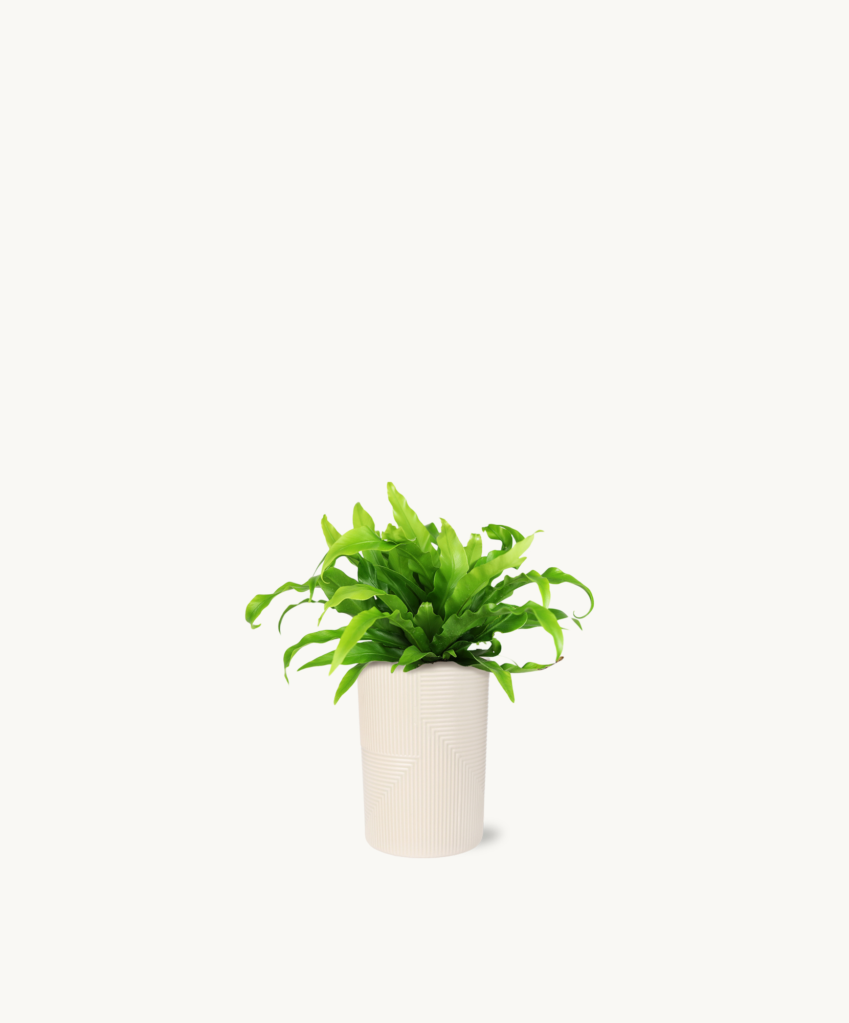 Lush green plant in a modern white pot, perfect for home decor and indoor styling.
