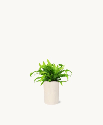 Lush green plant in a modern white pot, perfect for home decor and indoor styling.