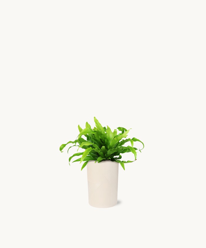 Lush green plant in a modern white pot, perfect for home decor and indoor styling.