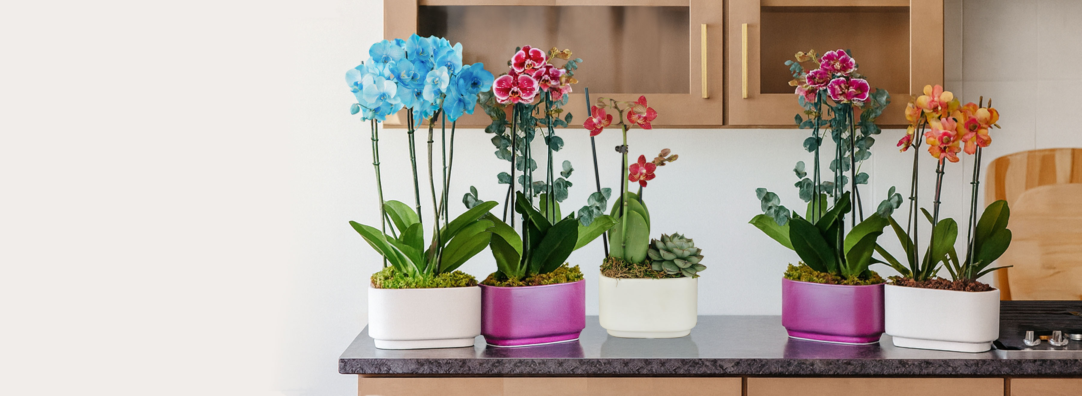 Colorful orchid plants in stylish pots, brightening up a modern kitchen countertop.