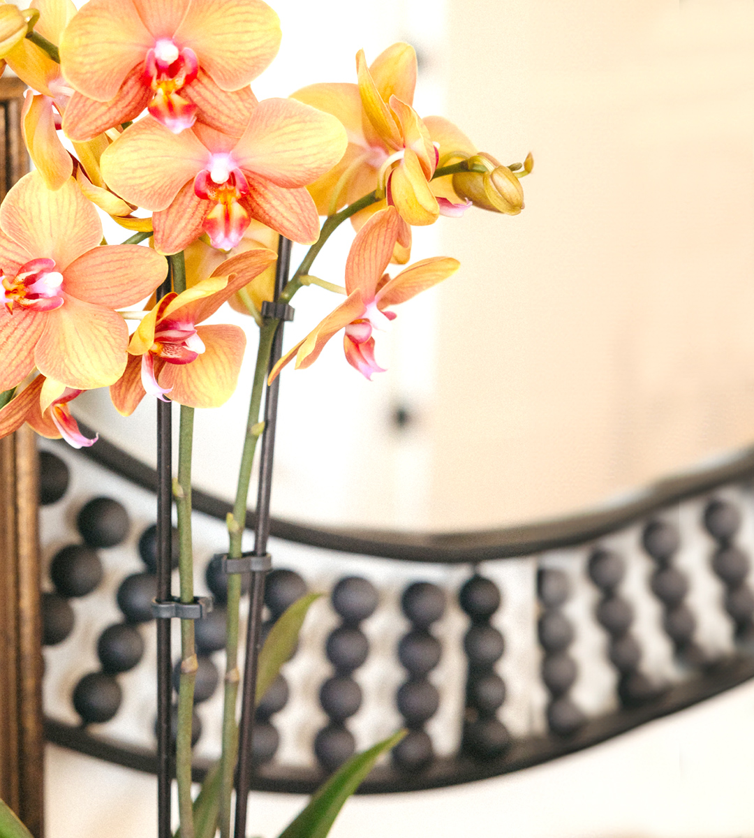 Vibrant orange orchids with delicate petals displayed near a decorative mirror.