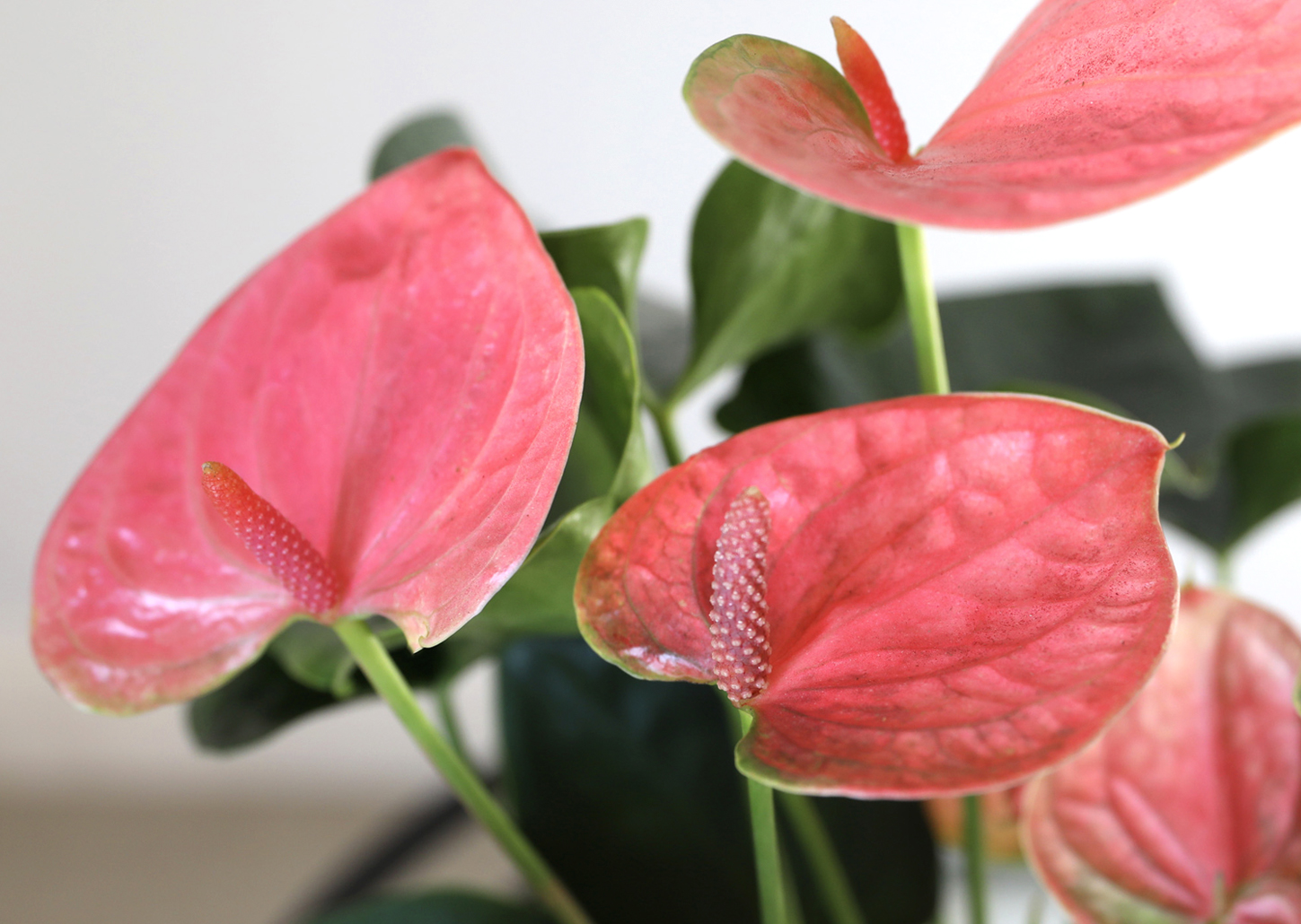 Vibrant pink anthurium flowers elegantly showcased among lush green leaves.