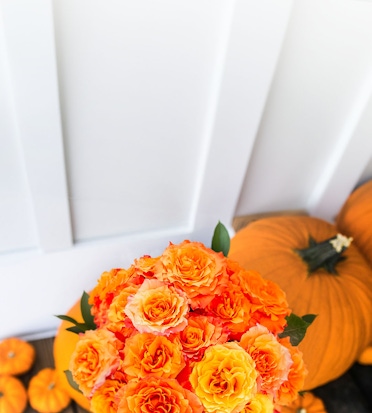 Vibrant orange rose bouquet surrounded by pumpkins for a festive autumn decor.
