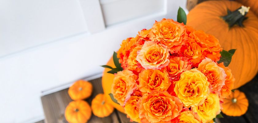 Vibrant orange and peach roses beautifully arranged, complemented by autumn pumpkins.