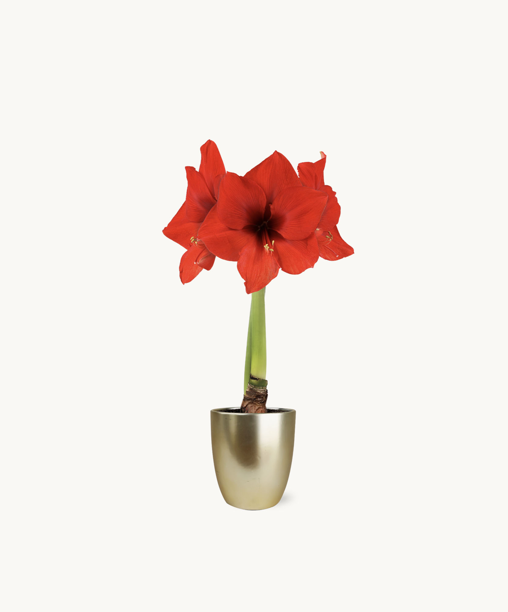 Vibrant red amaryllis in a sleek gold pot, perfect for holiday decor or gifting.