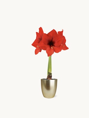 Vibrant red amaryllis in a sleek gold pot, perfect for holiday decor or gifting.