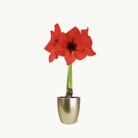 Vibrant red amaryllis in a sleek gold pot, perfect for holiday decor or gifting.