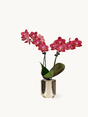 Vibrant pink orchids in a chic gold pot, adding elegance to any decor.