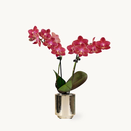 Vibrant pink orchids in a chic gold pot, adding elegance to any decor.