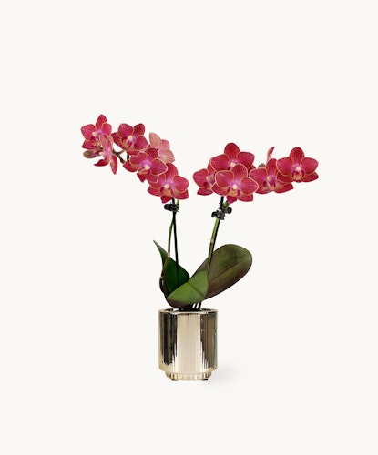 Vibrant pink orchids in a chic gold pot, adding elegance to any decor.