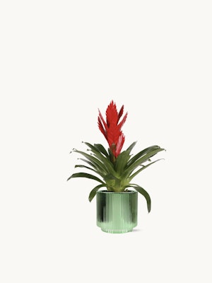 Vibrant red bromeliad in a stylish green ribbed pot, perfect for home decor.