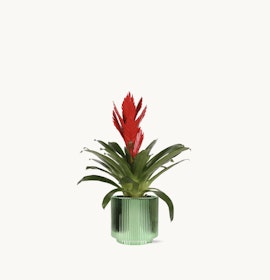 Vibrant red bromeliad in a stylish green ribbed pot, perfect for home decor.