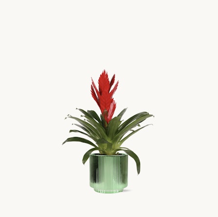 Vibrant red bromeliad in a stylish green ribbed pot, perfect for home decor.