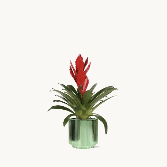 Vibrant red bromeliad in a stylish green ribbed pot, perfect for home decor.