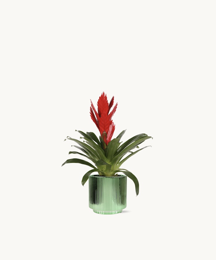 Vibrant red bromeliad in a stylish green ribbed pot, perfect for home decor.
