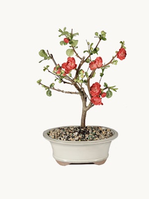 A charming miniature bonsai tree with vibrant red flowers in a stylish pot.