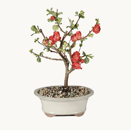A charming miniature bonsai tree with vibrant red flowers in a stylish pot.