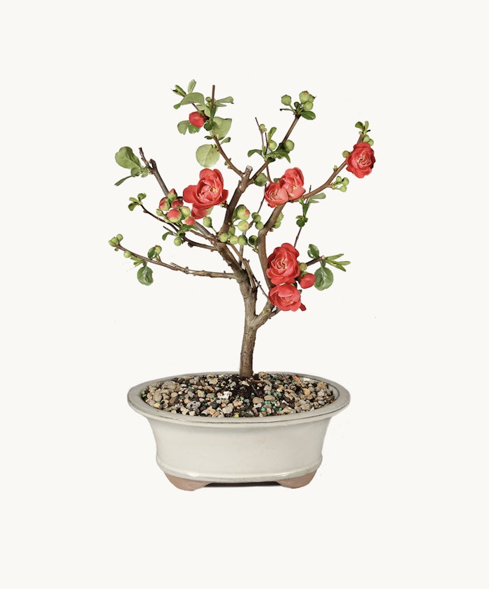 A charming miniature bonsai tree with vibrant red flowers in a stylish pot.