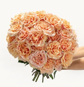 Vibrant peach rose bouquet held gently, showcasing lush blooms in full bloom.