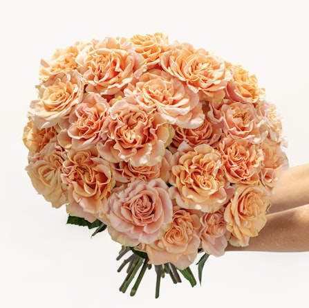 Vibrant peach rose bouquet held gently, showcasing lush blooms in full bloom.