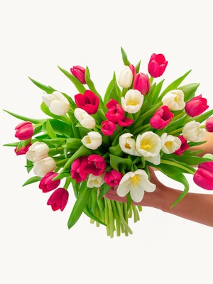 Vibrant bouquet of pink and white tulips, perfect for spring celebrations and gifts.