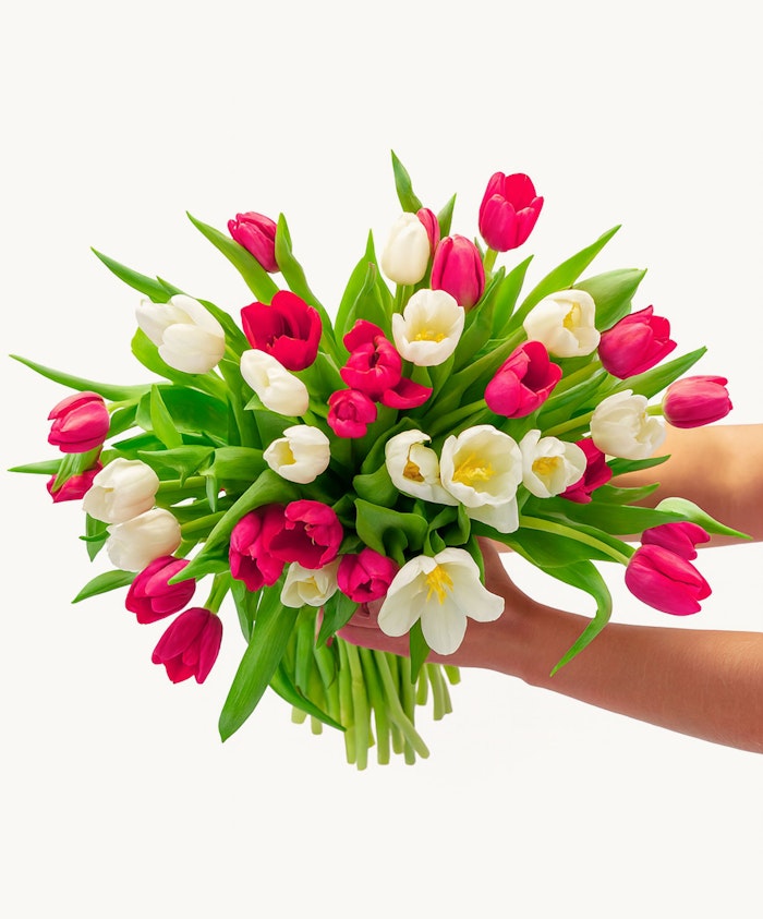 Vibrant bouquet of pink and white tulips, perfect for spring celebrations and gifts.