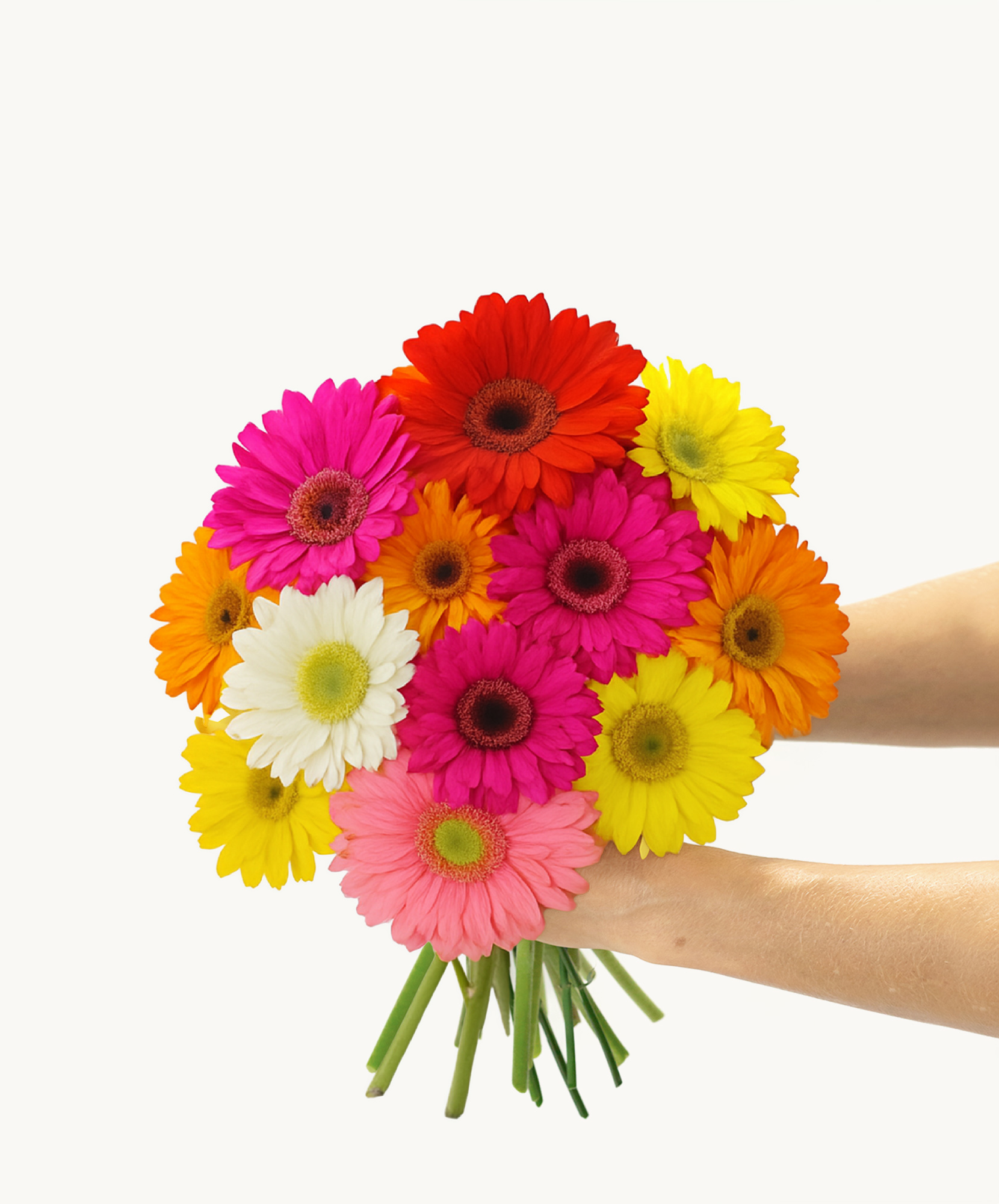 Vibrant bouquet of multicolored gerbera daisies held by hands, perfect for celebrations.