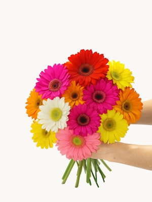 Vibrant bouquet of multicolored gerbera daisies held by hands, perfect for celebrations.