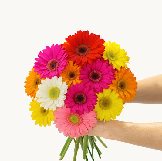 Vibrant bouquet of multicolored gerbera daisies held by hands, perfect for celebrations.