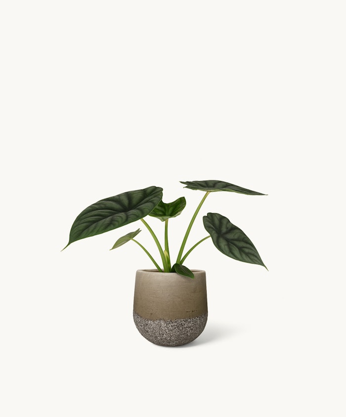 Stylish potted plant with large green leaves in a modern concrete planter, perfect for decor.