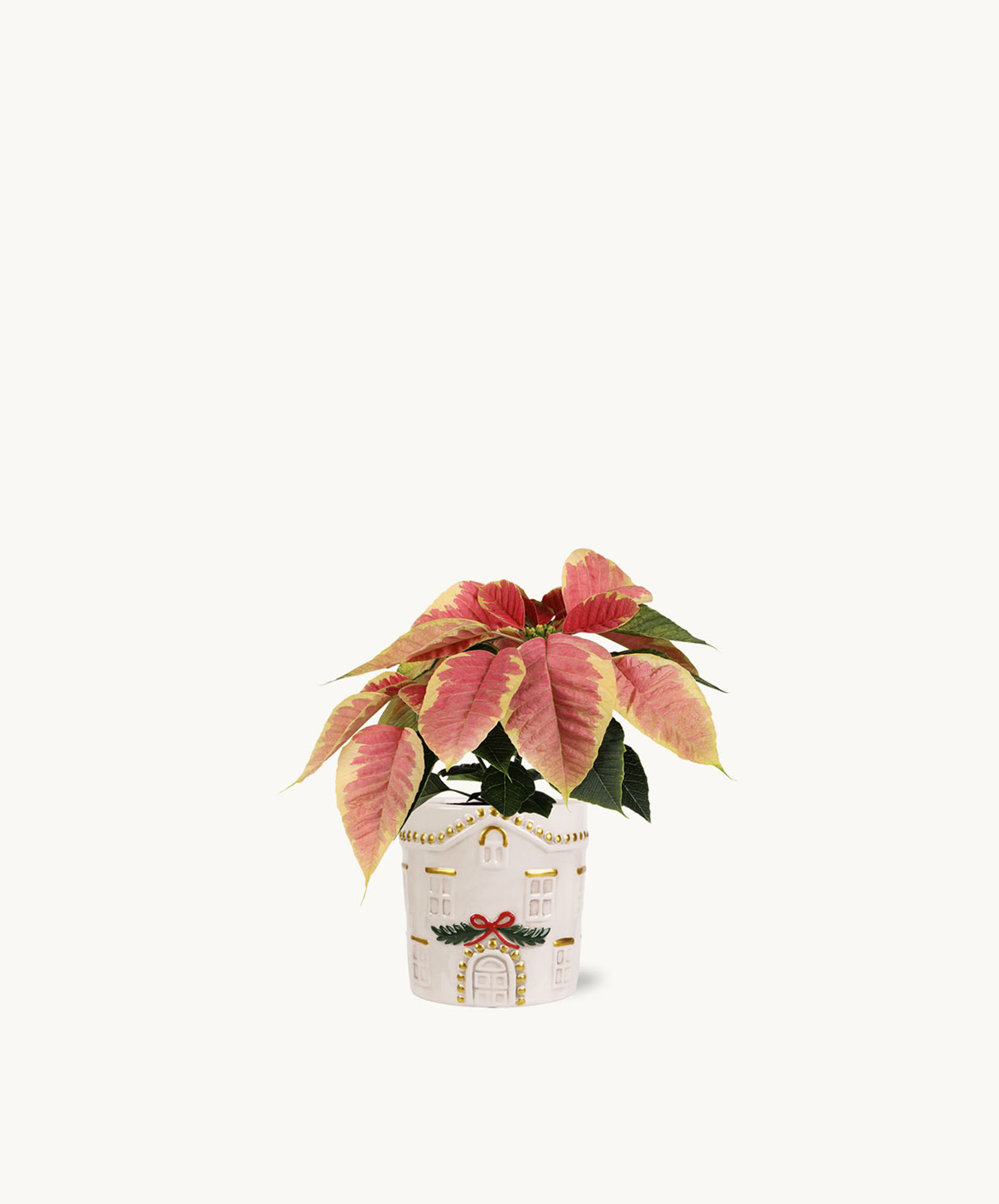 Charming potted plant with vibrant red and green leaves in a decorative house-themed pot.