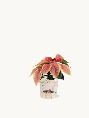 Charming potted plant with vibrant red and green leaves in a decorative house-themed pot.