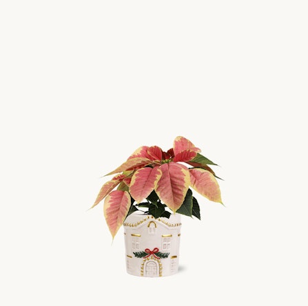 Charming potted plant with vibrant red and green leaves in a decorative house-themed pot.