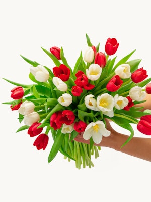 Vibrant bouquet of red and white tulips, perfect for spring celebrations and floral gifts.